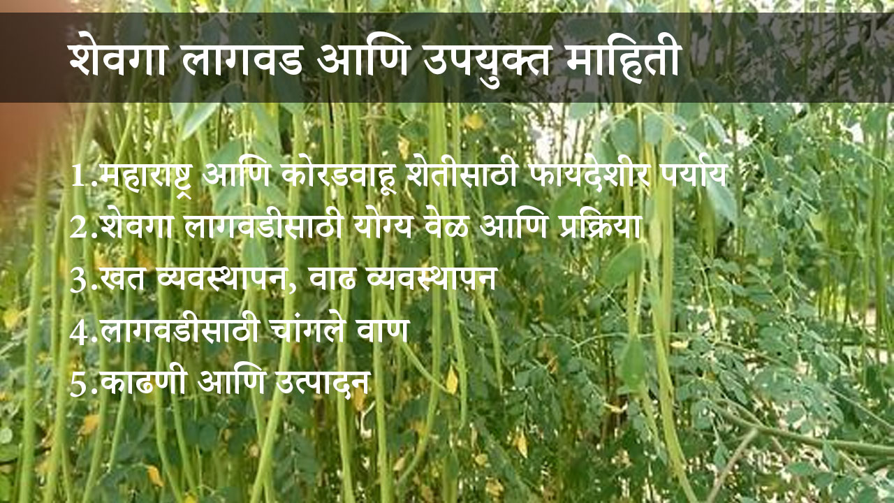 शेवगा-लागवड