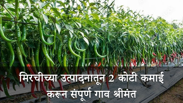 village earning 2 crore from chilly production