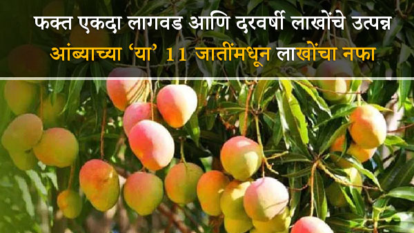 Hybrid mango variety