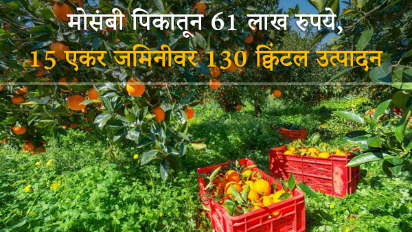 Earn 61 lakhs from orange farming