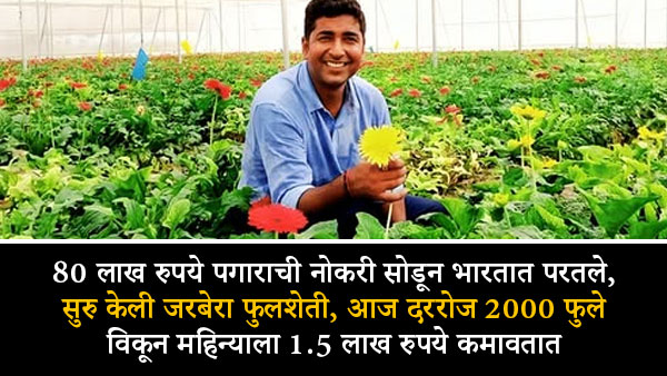 Gerbera Flower Farming