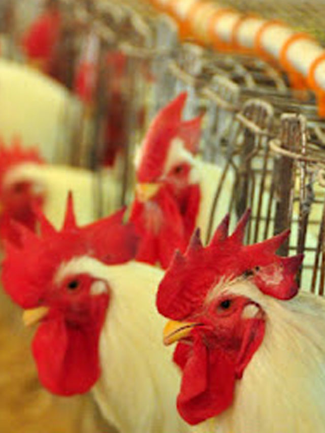 How to Prevent Poultry Diseases?