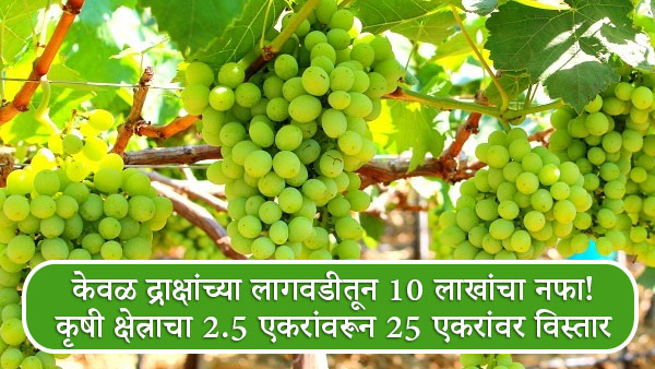 Grapes Farming