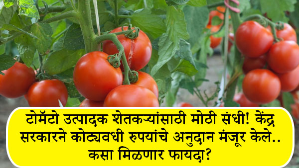 Tomato Subsidy