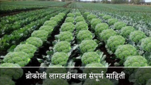 Broccoli farming