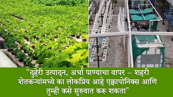 Aquaponics