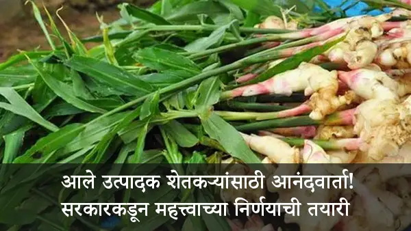 Ginger Farming